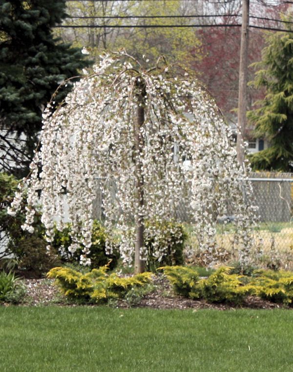 snow fountain weeping cherry trees