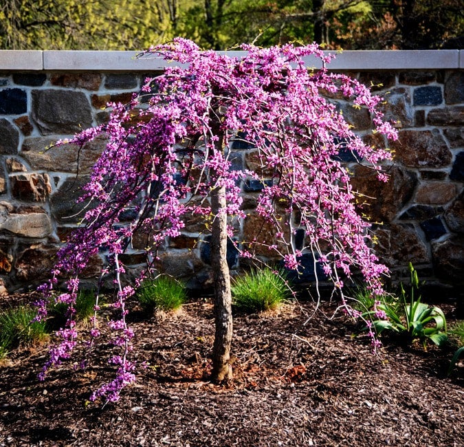 Redbud 'Ruby Falls' COUNTY LINE NURSERY